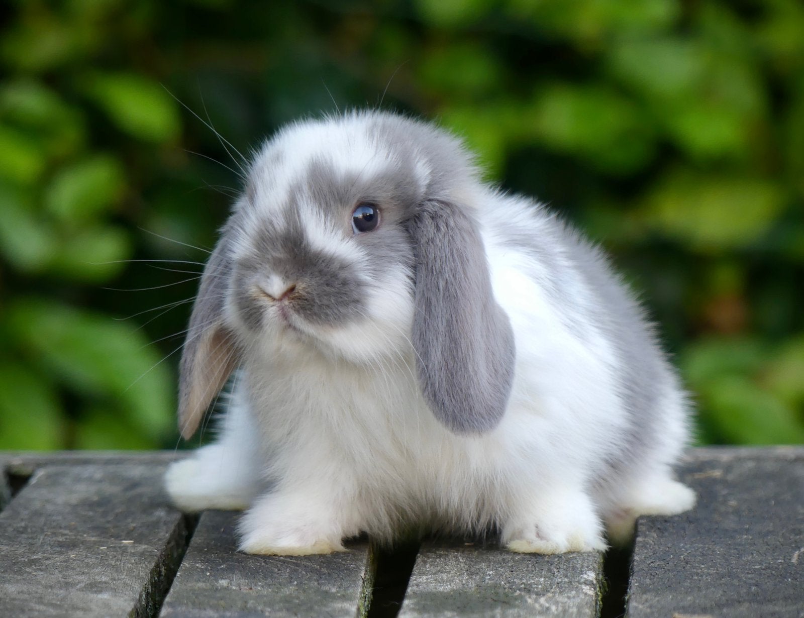 Mooie en tamme Nederlandse hangoordwerg konijntjes (NHD)!, Dieren en Toebehoren, Konijnen, Meerdere dieren, Dwerg, Hangoor, 0 tot 2 jaar