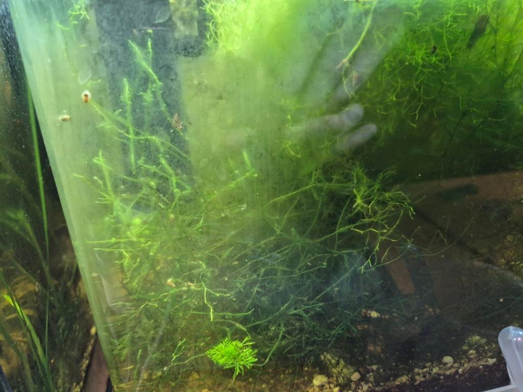 Java mos, Ophalen, Plant(en), Steen of Hout