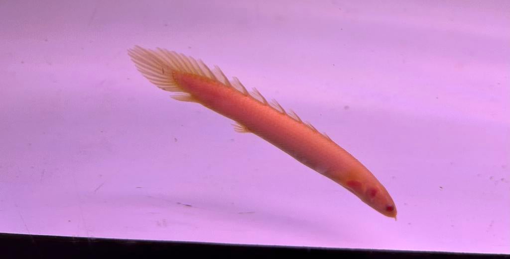 SENEGALUS ALBINO