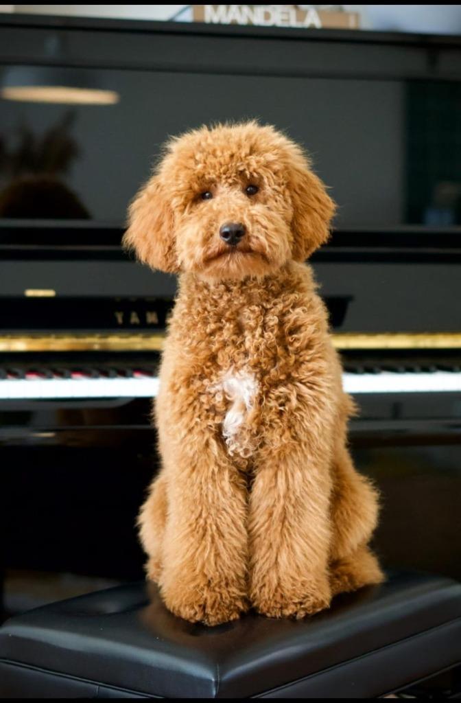 Poedel dekreu. Cockapoo/ labradoodle/poedel, Dieren en Toebehoren, Fokker | Hobbymatig, Reu, 1 tot 2 jaar, Buitenland