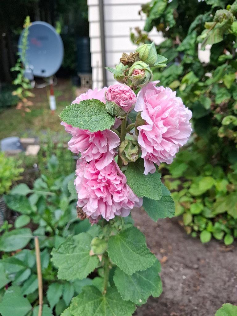 Stokrozen roze, Ophalen of Verzenden, Voorjaar, Volle zon, Zaad