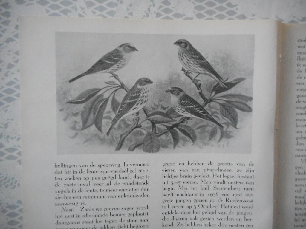 De middeneuropese kanarie. 1939., Verzamelen, Tijdschriften, Kranten en Knipsels, Ophalen of Verzenden, 1920 tot 1940, Nederland