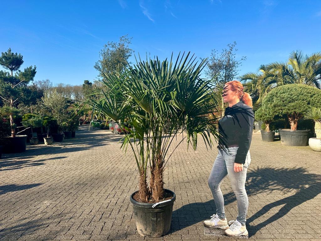 Meerstammige Trachycarpus fortunei palmbomen te koop!!!, Overige soorten, Vaste plant, Ophalen of Verzenden, Halfschaduw