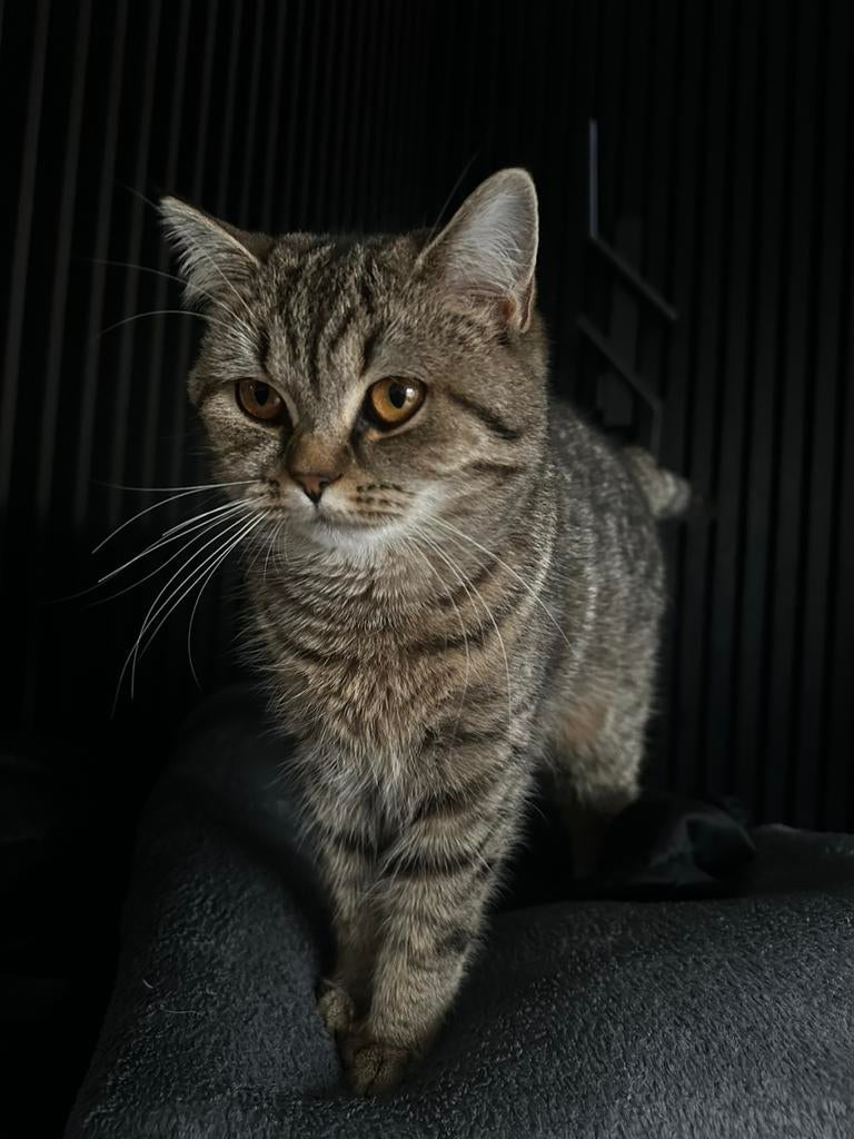 Poesje Nala, Poes, Met stamboom, 0 tot 2 jaar
