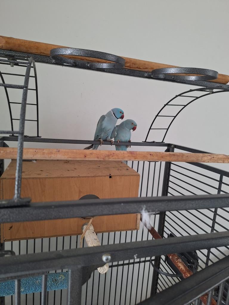 Haalsbandparkiet kopel  met een kooi, Ophalen of Verzenden, Zo goed als nieuw