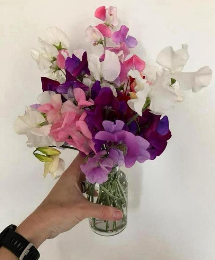 Lathyrus mix zaden - laatste stuks, Ophalen of Verzenden, Volle zon