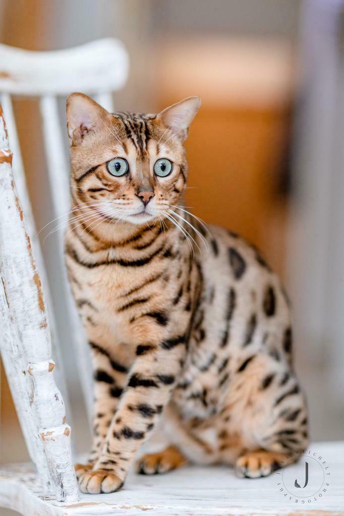 Worldchampion Bengaal Dekkater Bengal Deckkater, 6 jaar of ouder