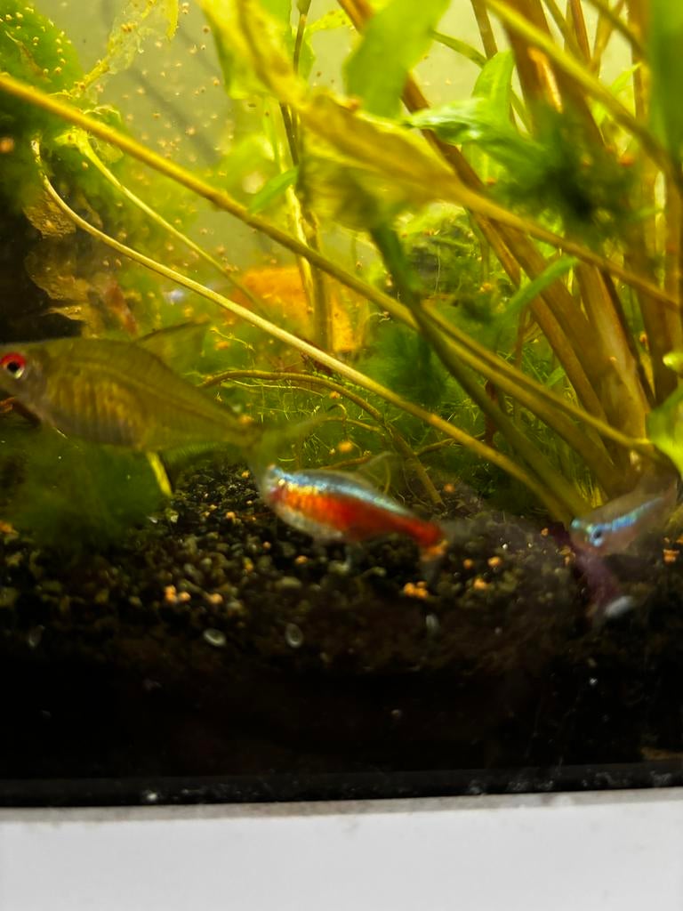 Superfish 60liter aquarium, Vis, Zoetwatervis, Schoolvis