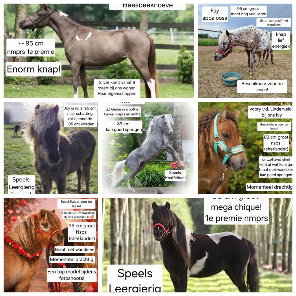 Verzorgsters of leasers gezocht voor de leukste pony’s Beers, Dieren en Toebehoren, Stalling en Weidegang