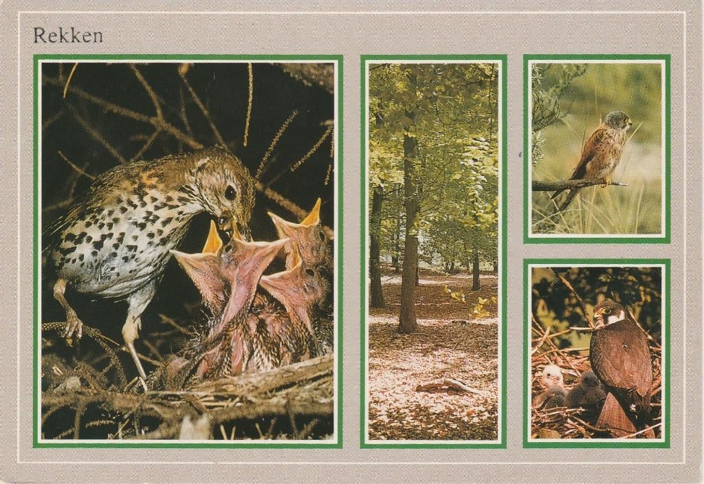 REKKEN Vogels Bos Uit. Camping Den Borg, Verzamelen, Ansichtkaarten | Nederland, Gelopen, Gelderland, 1980 tot heden, Verzenden