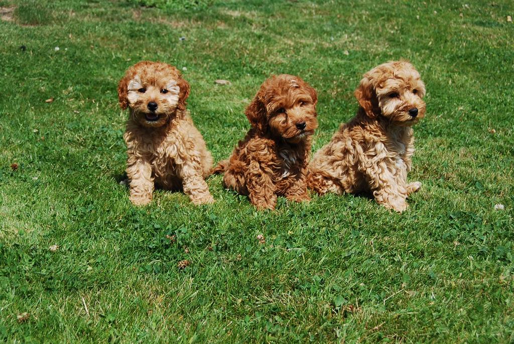 Labradoodle x cockapoo pups, Overige rassen, 8 tot 15 weken, Meerdere, Meerdere dieren
