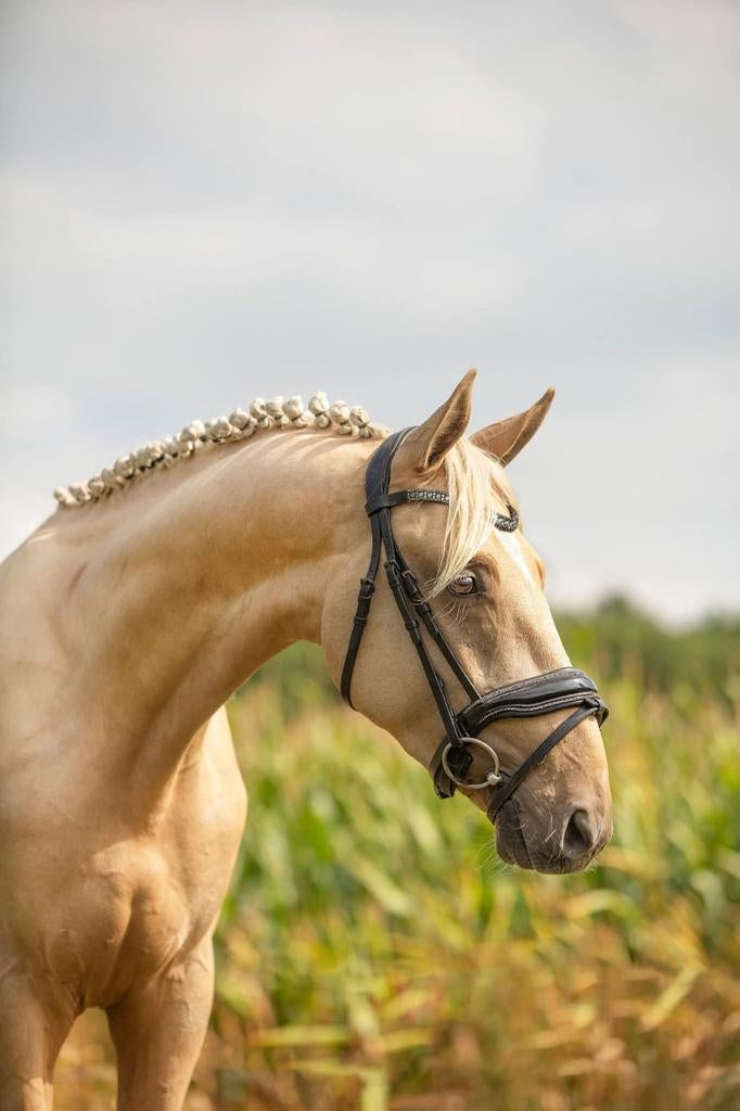 Mooie Palomino Ruin, Dieren en Toebehoren, Met stamboom, Dressuurpaard, Hengst, 3 tot 6 jaar