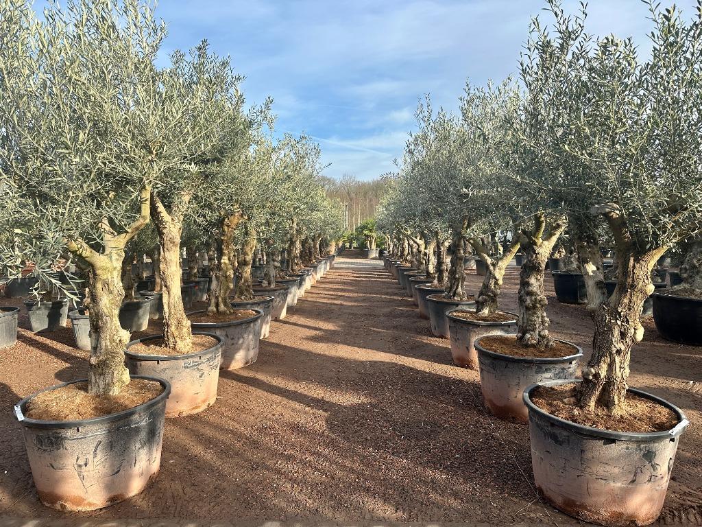 Olijfbomen met grillige stammen te koop!!! ( Olijfboom ), Ophalen of Verzenden, 100 tot 250 cm, Olijfboom, Zomer