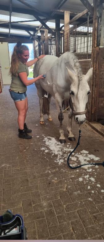 Paard / pony scheren heel Nl+DE