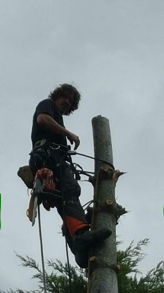 Bomen kappen, rooien, snoeien of verwijderen?, Garantie, Tuinonderhoud of Snoeiwerk