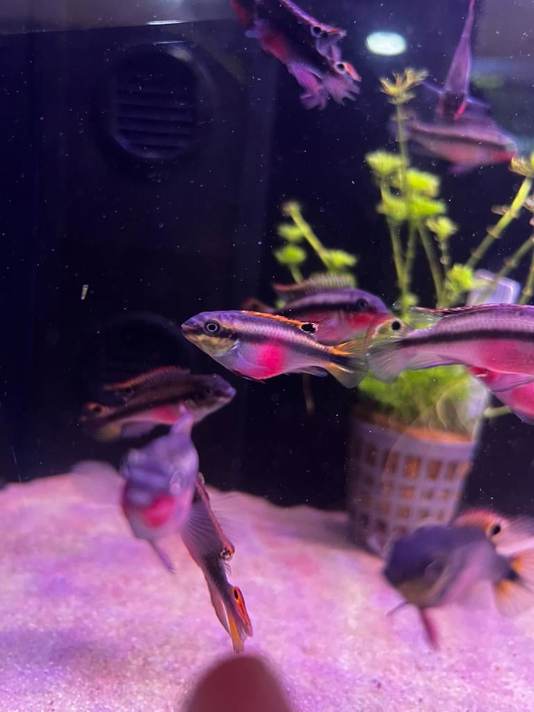 Kersenbuik cichlide extra rood, Vis, Zoetwatervis, Schoolvis