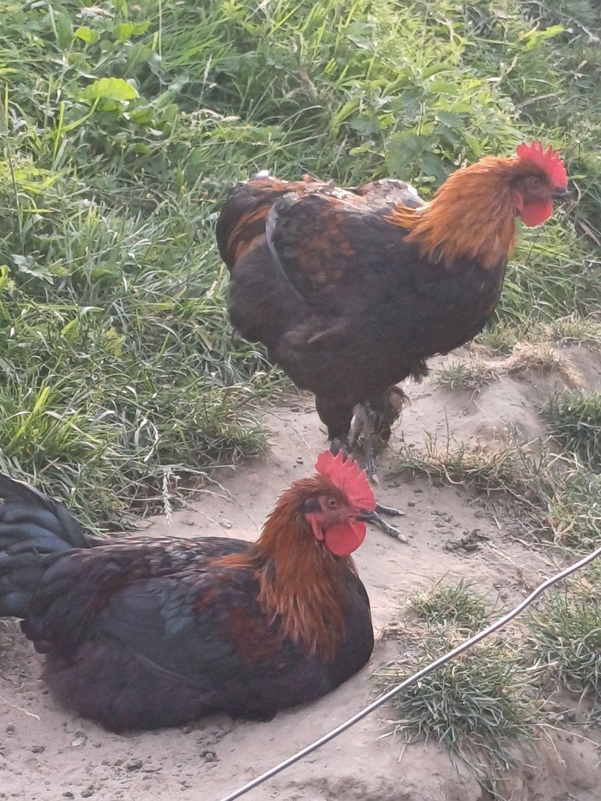 Marans haan, Mannelijk, Kip