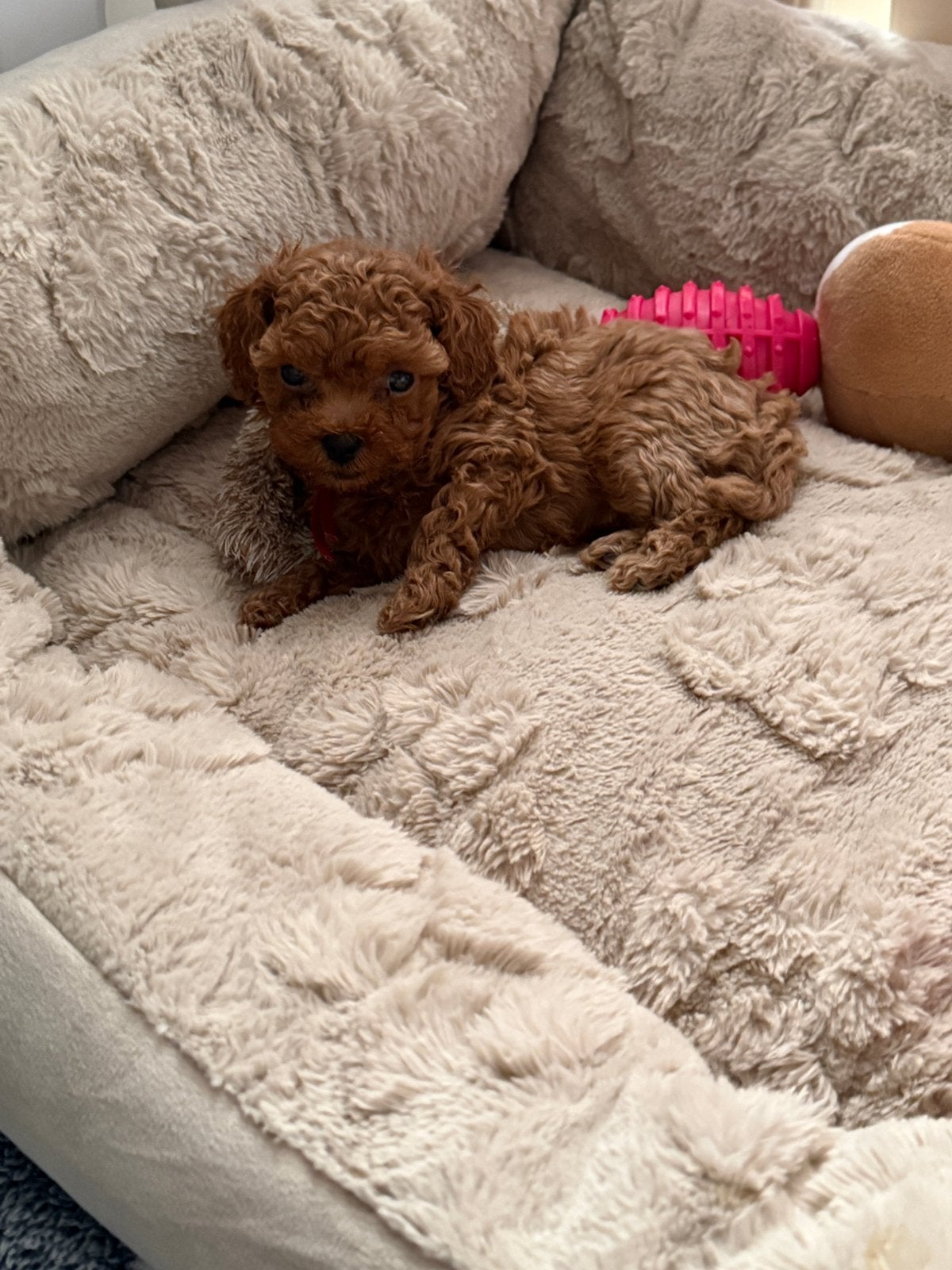 Toy poedel pups ❣️1 teef ☺️, Poedel, Parvo, 8 tot 15 weken, Meerdere
