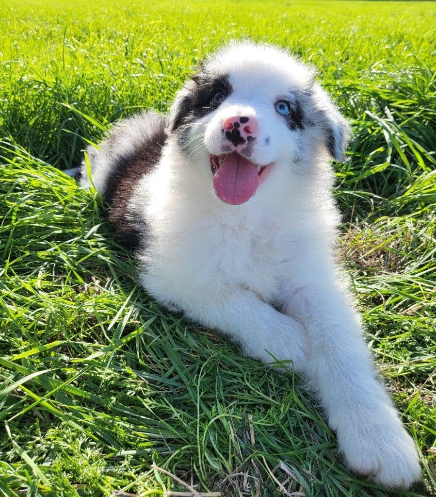 Australische herder pup / Australian Shepherd / Aussi pup, België, Reu, 8 tot 15 weken, Eén hond