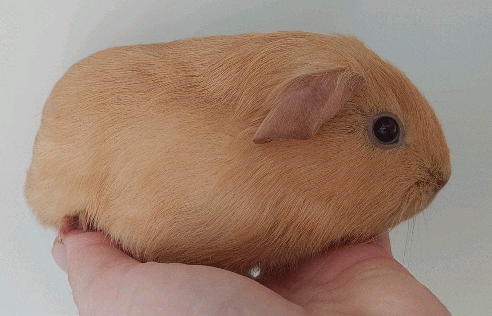 Lief jong cavia beertje van 4 weken oud, September, Mannelijk, Cavia