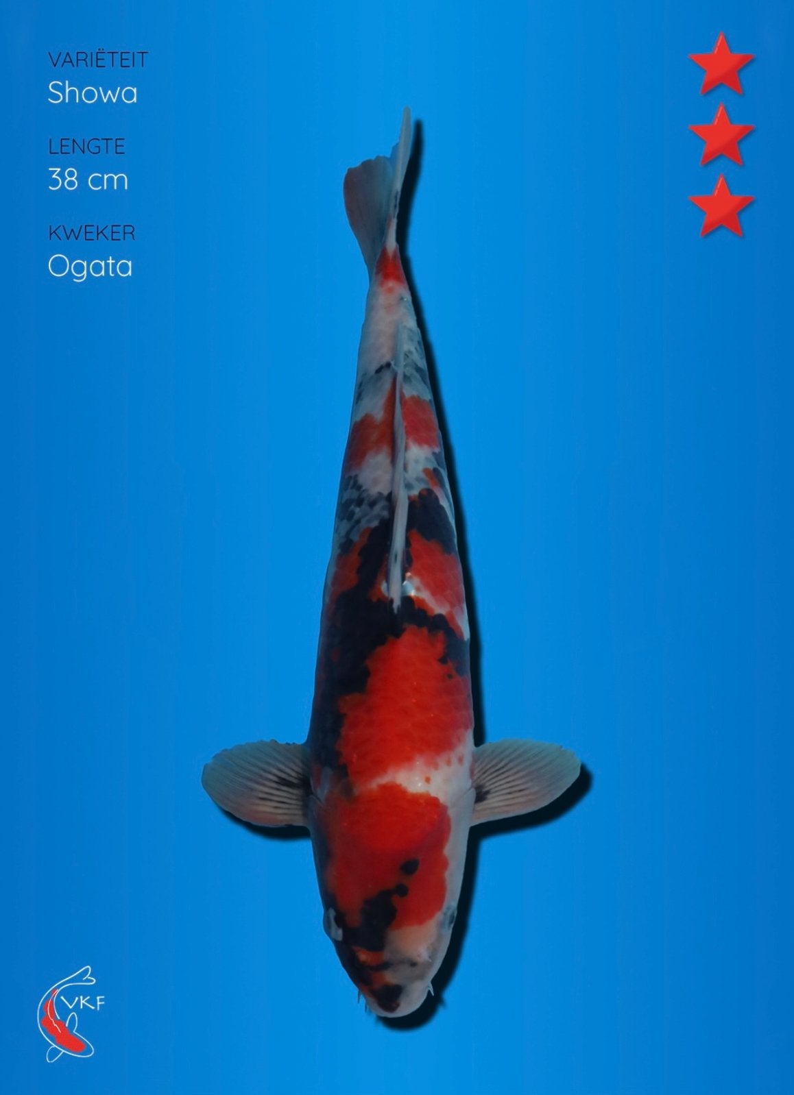 Showa ogata, Karper of Koi