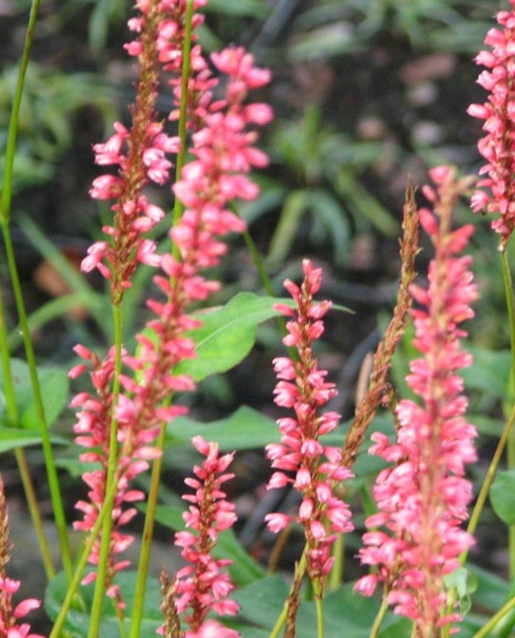 Persicaria, zalmroze, Perzikkruid, Ophalen, Vaste plant
