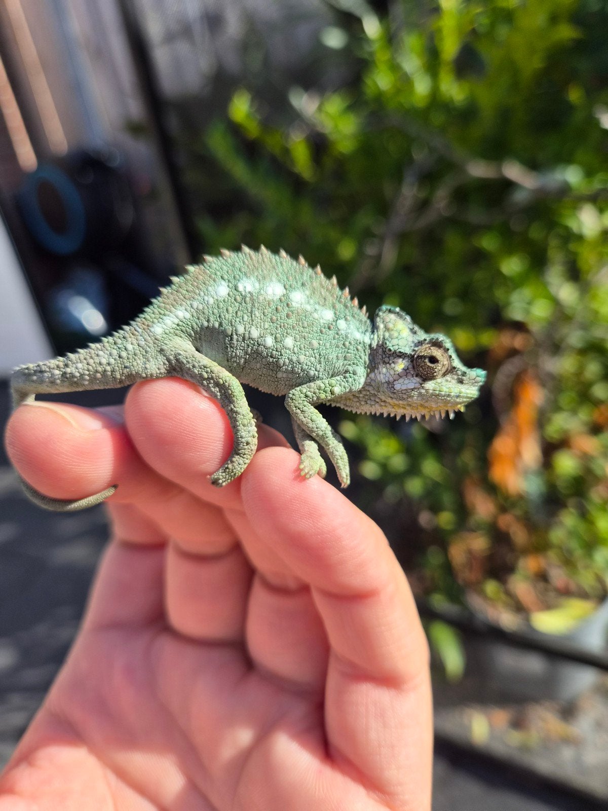 Helmkameleon (Trioceros Hoehnelii) nakweek Chameleon photo 11