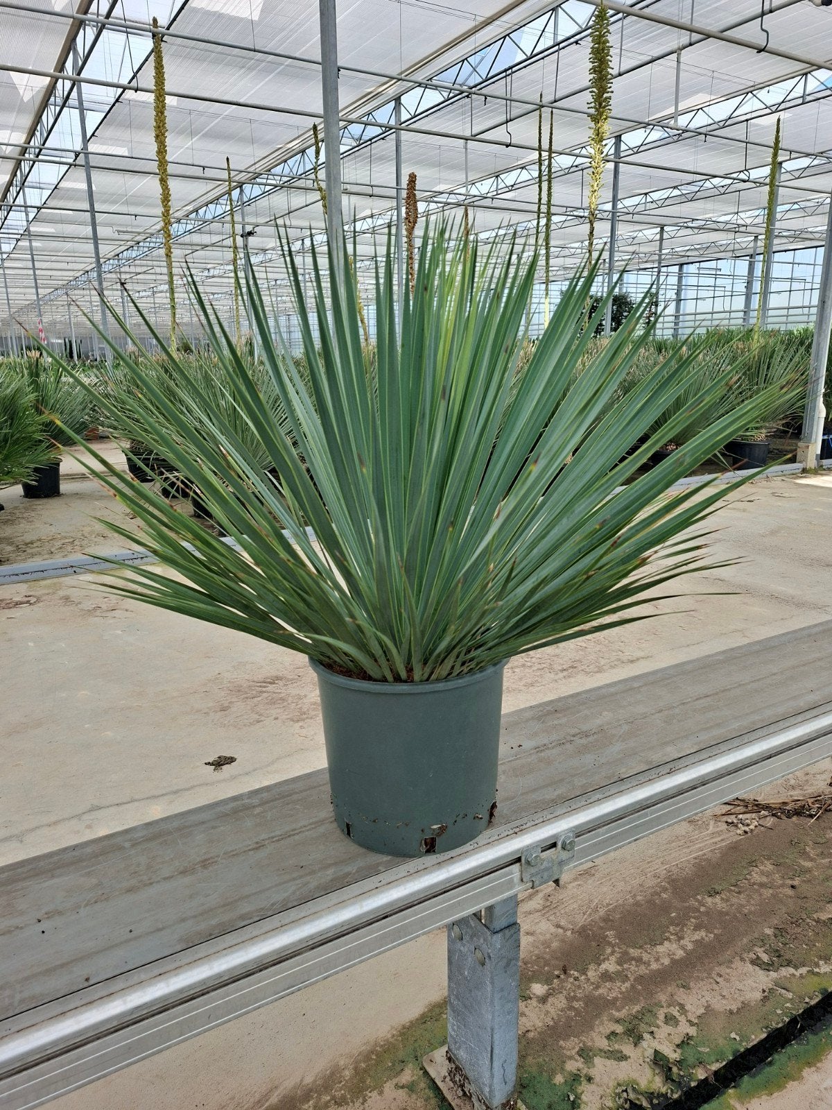 Yucca Rostrata pot27 - Winterhard -15, Tuin en Terras, Planten | Bomen, 100 tot 250 cm, Zomer, Palmboom, Ophalen