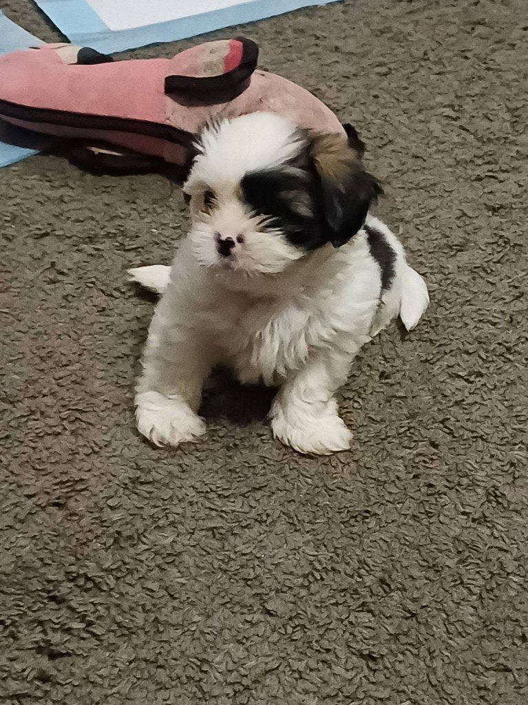 Shih tzu pup, Overige rassen, 8 tot 15 weken, Teef, CDV (hondenziekte)