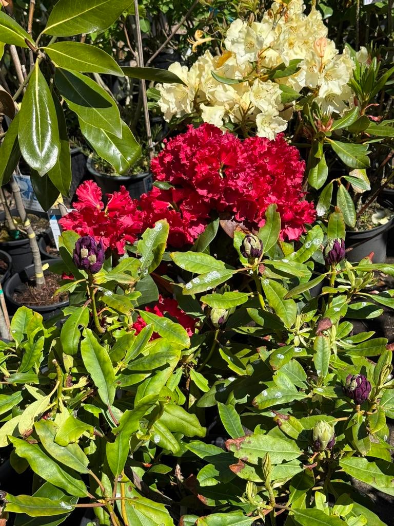 5 rhododendrons  zware planten per stuk 15,00 bij 5 pst 10,-, Ophalen, Rhododendron, Struik, Minder dan 100 cm