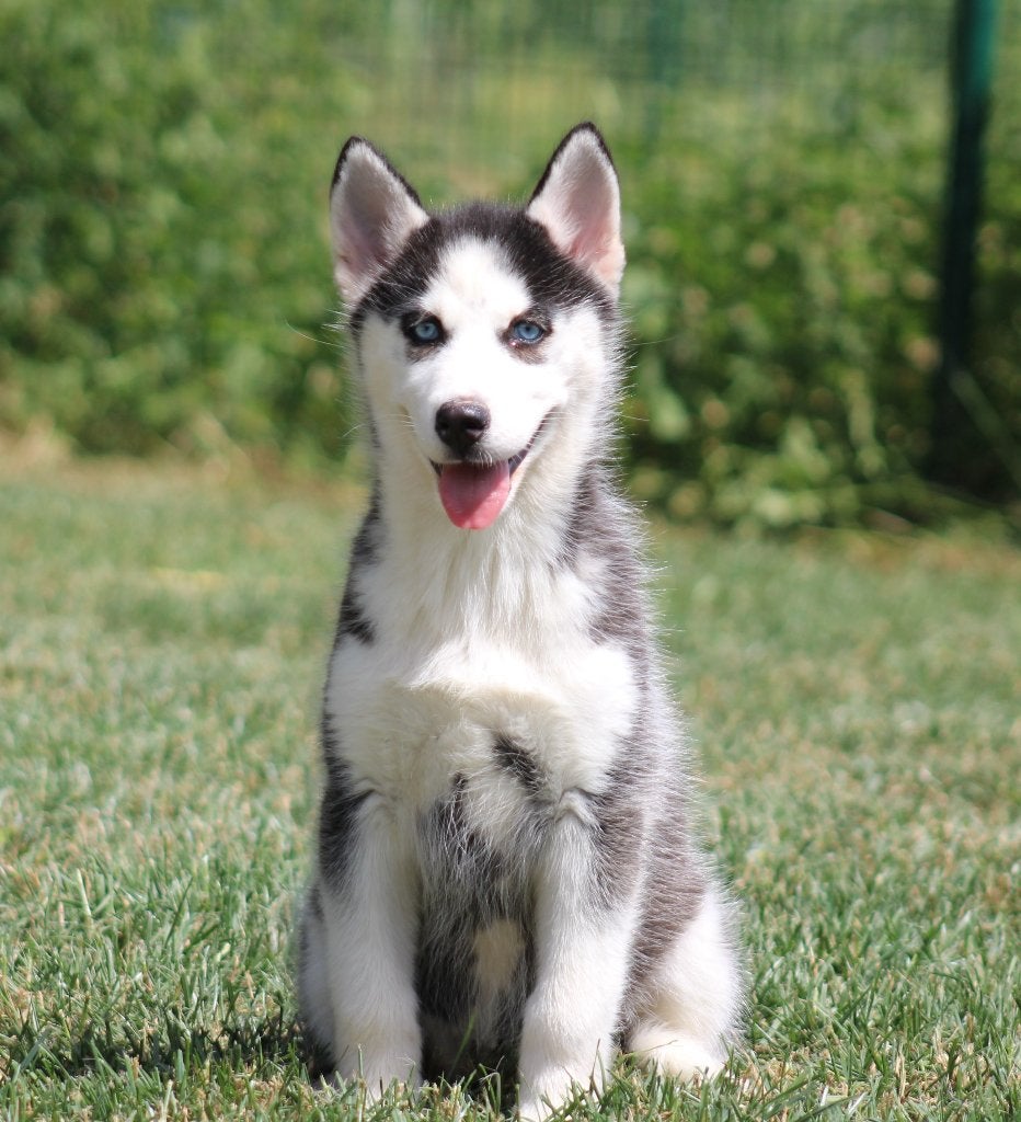 Husky pup, Parvo, België, 8 tot 15 weken, Teef