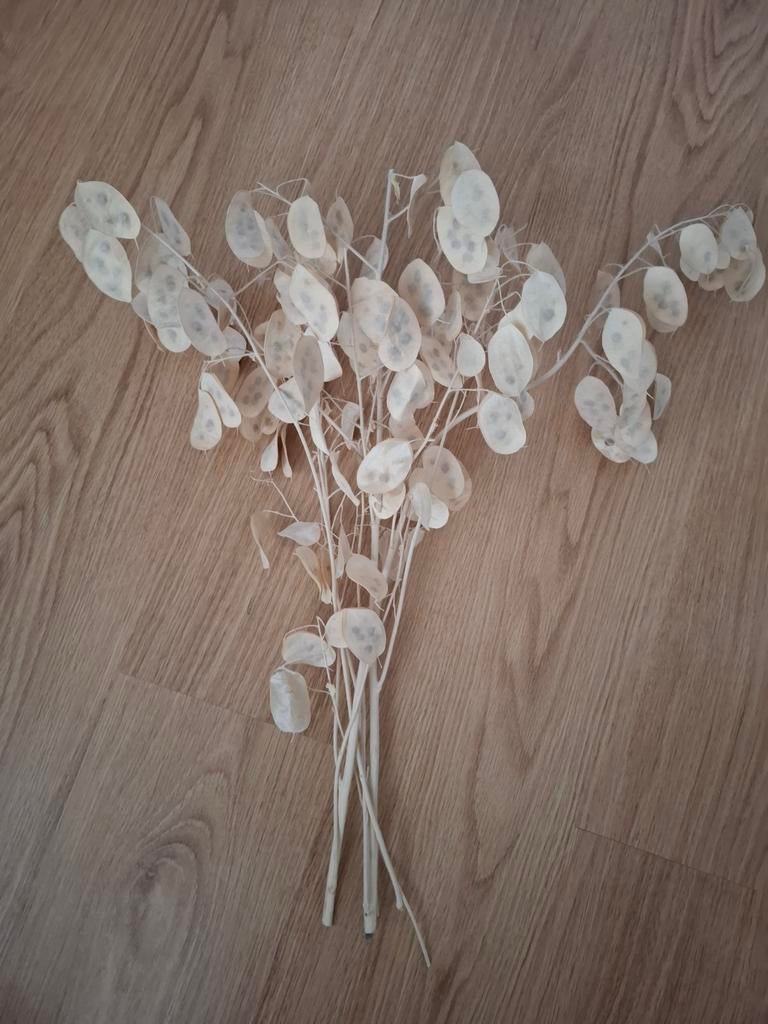 bosje judaspenning droogbloemen, Ophalen