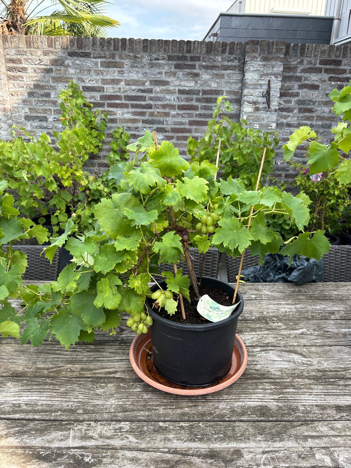 Laatste prachtige tropische bomen en planten aangeboden, Volle zon, Vaste plant, Zomer, Ophalen