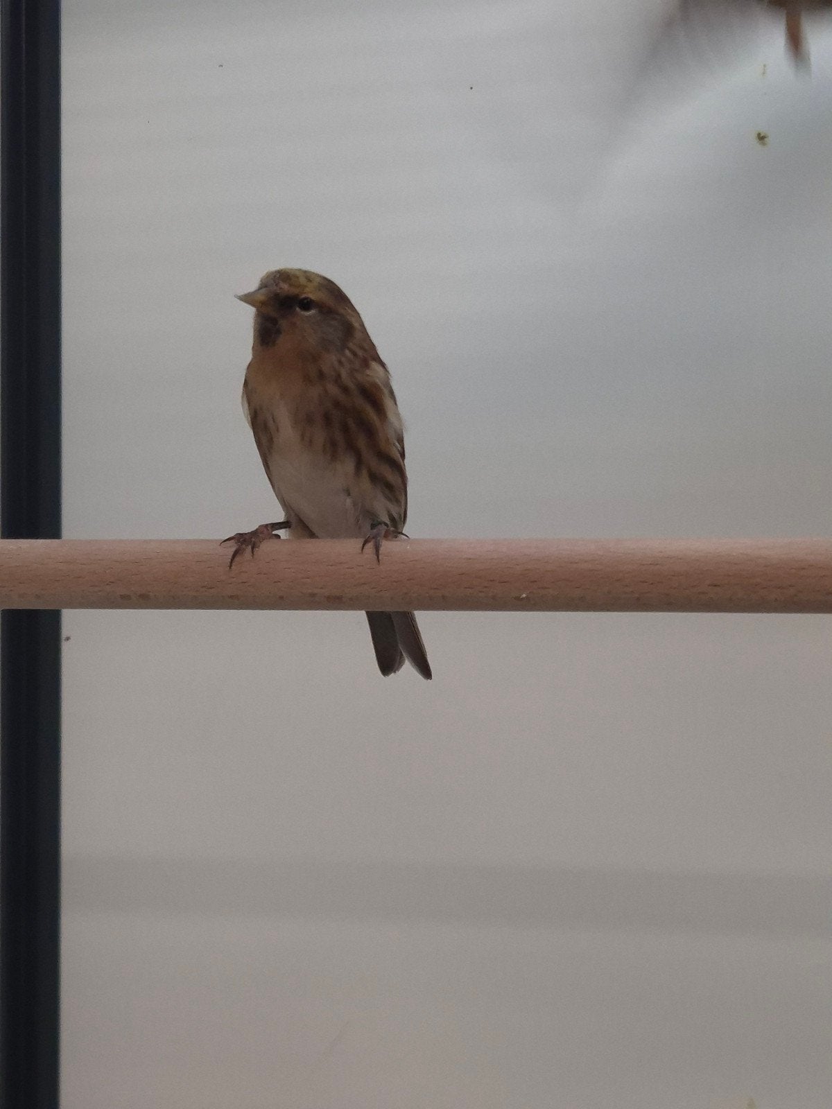 Kleine barmsijsen, Geslacht onbekend, Wildzangvogel, Geringd