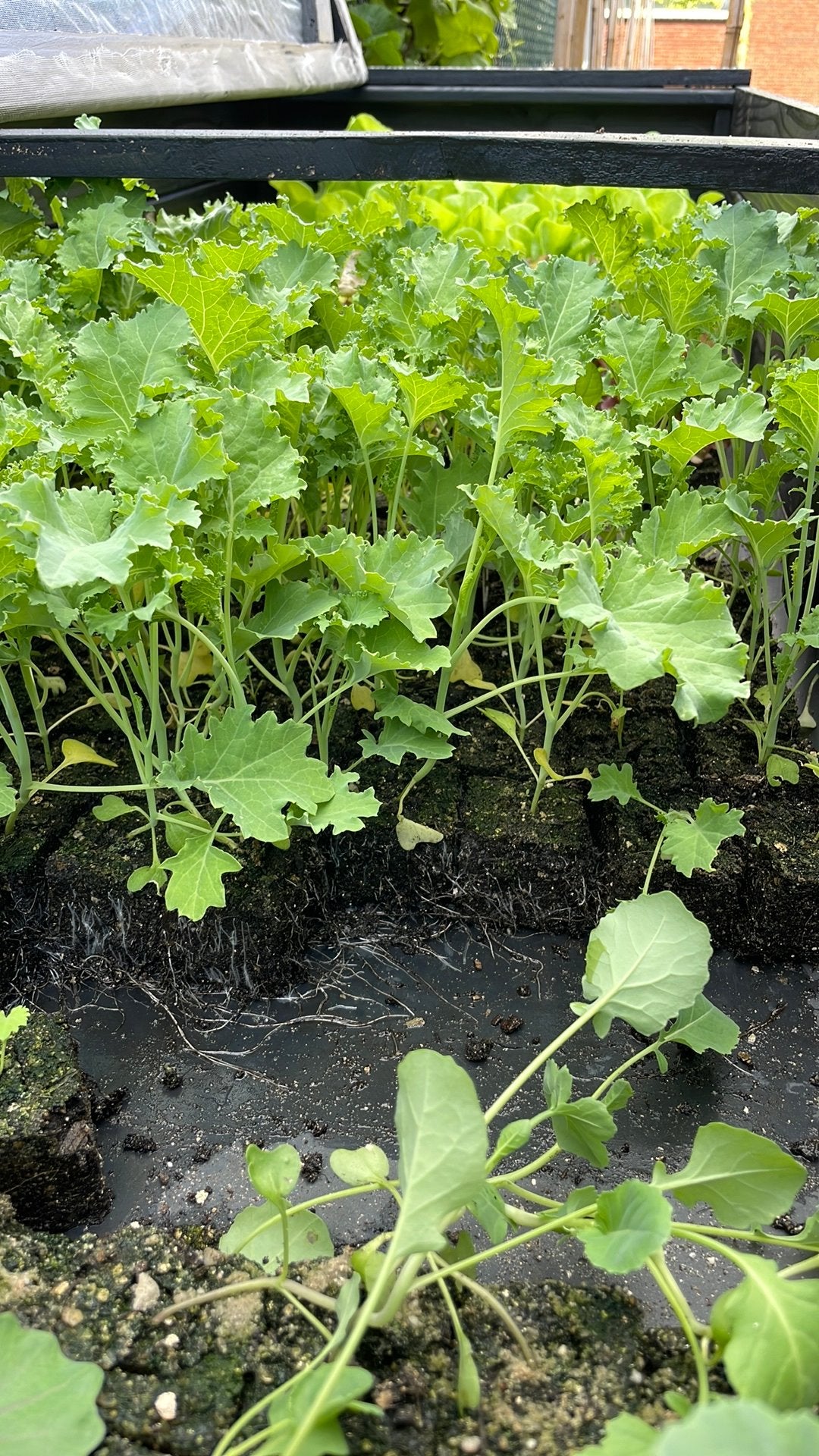 Sla Andijvie boerenkool rode bietjes moestuinplantjes, Tuin en Terras, Planten | Tuinplanten, Ophalen, Volle zon, Groenteplanten