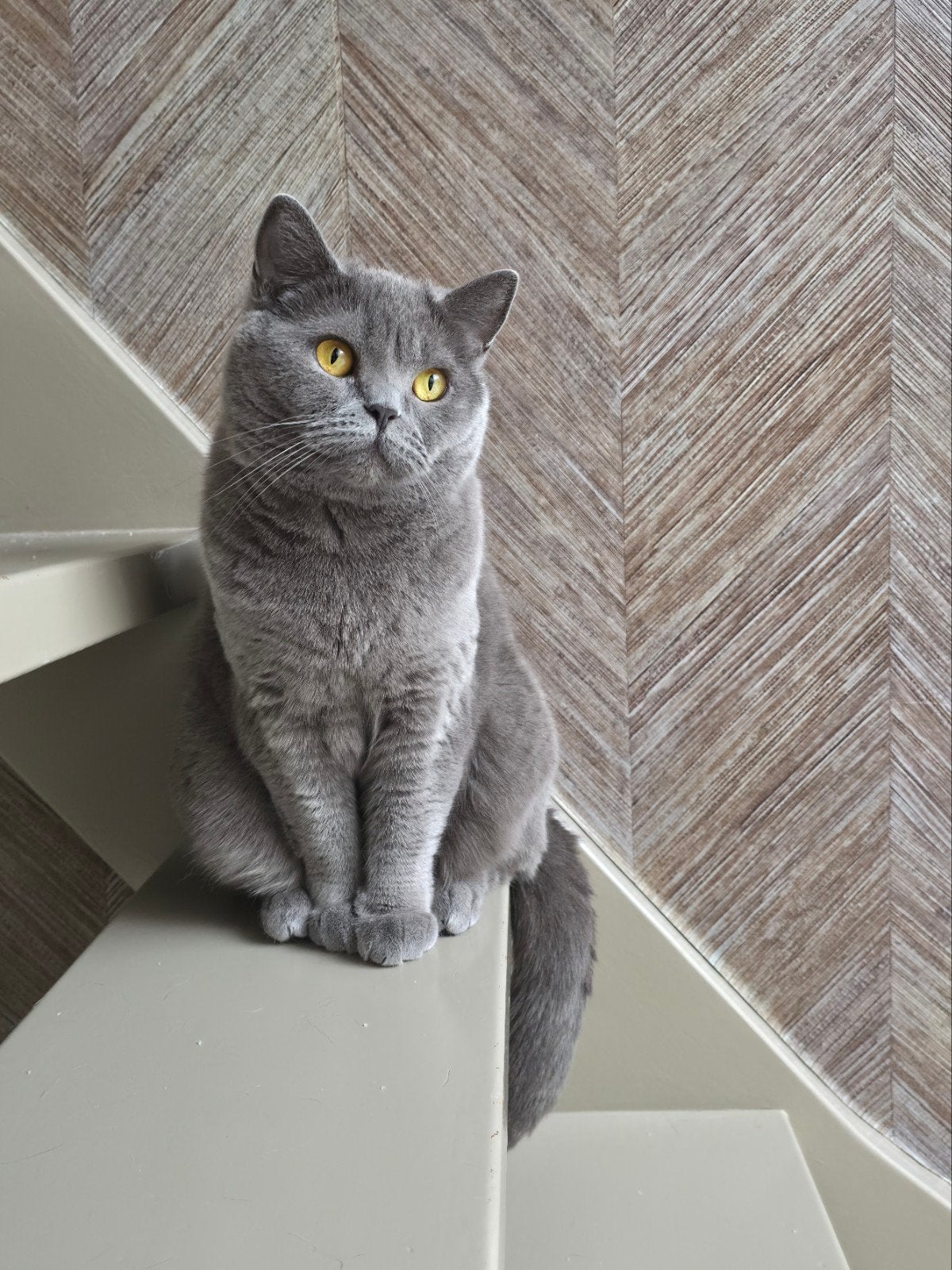 2 onafscheidelijke britse korthaar zusjes, Poes, 3 tot 5 jaar