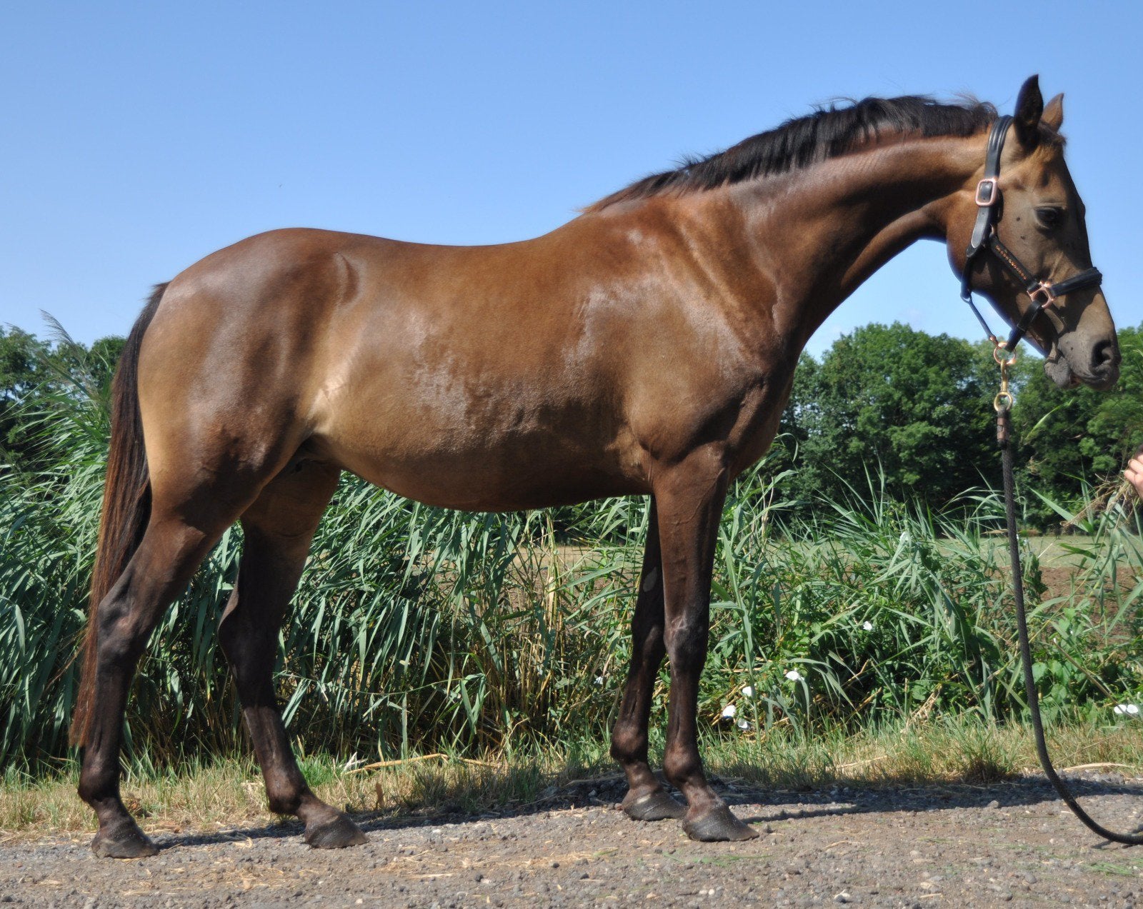 Welsh pony merrie (Wizard x Vita Nova’s Golden Boris), Dieren en Toebehoren, Merrie, Met stamboom, B, Dressuurpony