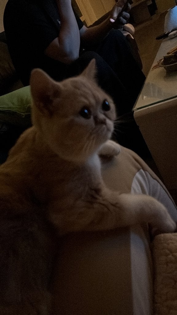 Brithis, Poes, Met stamboom, 0 tot 2 jaar
