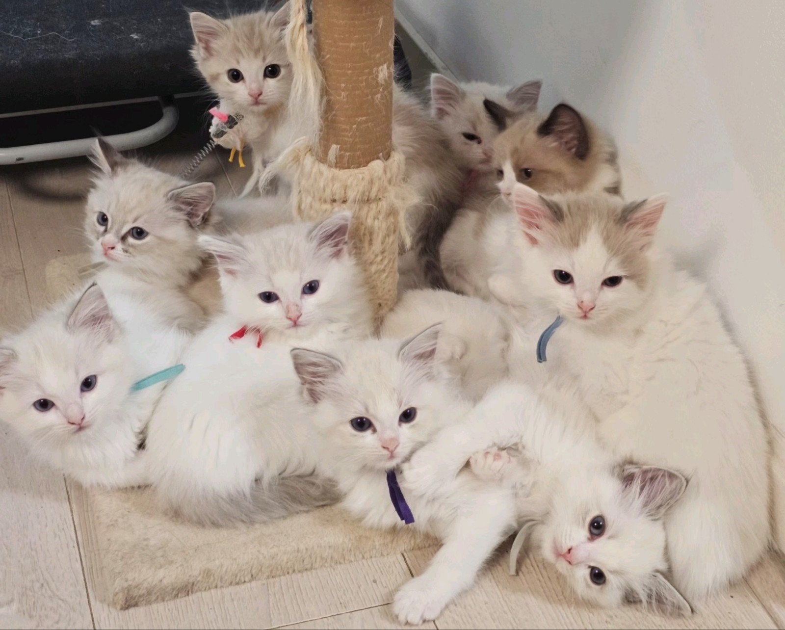 Nog 2 prachtige Ragdoll kittens zoeken een liefdevol thuis, Meerdere dieren, Gechipt, 0 tot 2 jaar