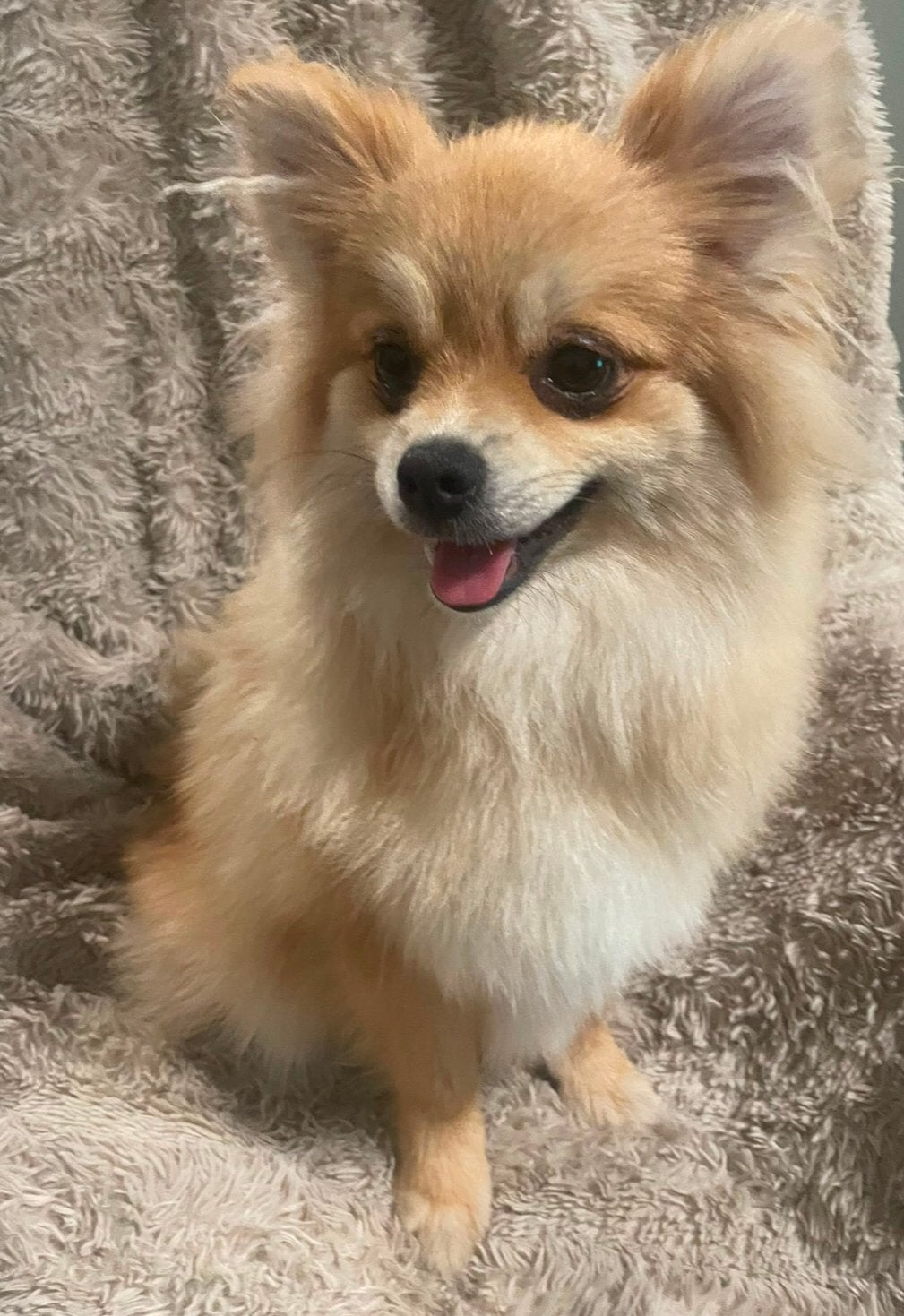 Pomeriaan Puppy Reu, Particulier, Keeshond, 15 weken tot 1 jaar, Reu