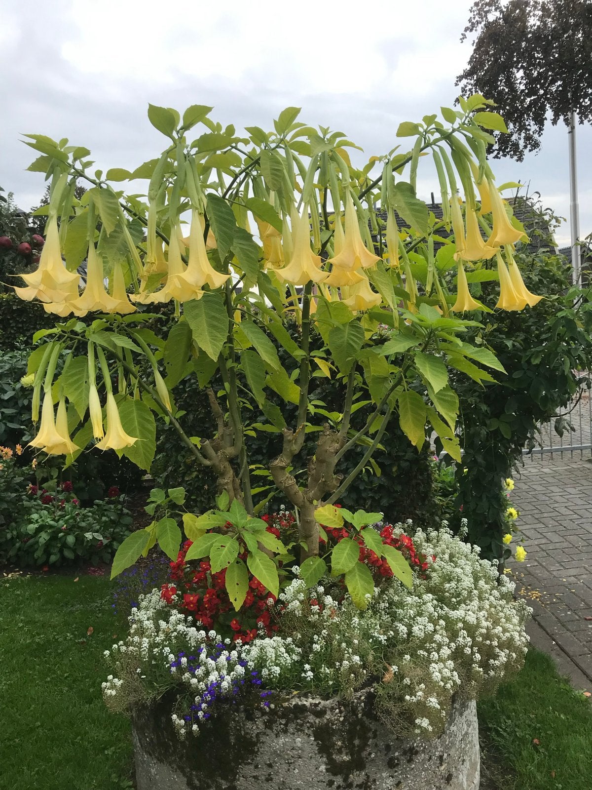 Grote Brugmansia (Engelentrompet)gele bloemen heerlijke geur, Volle zon, Vaste plant, Zomer, Ophalen