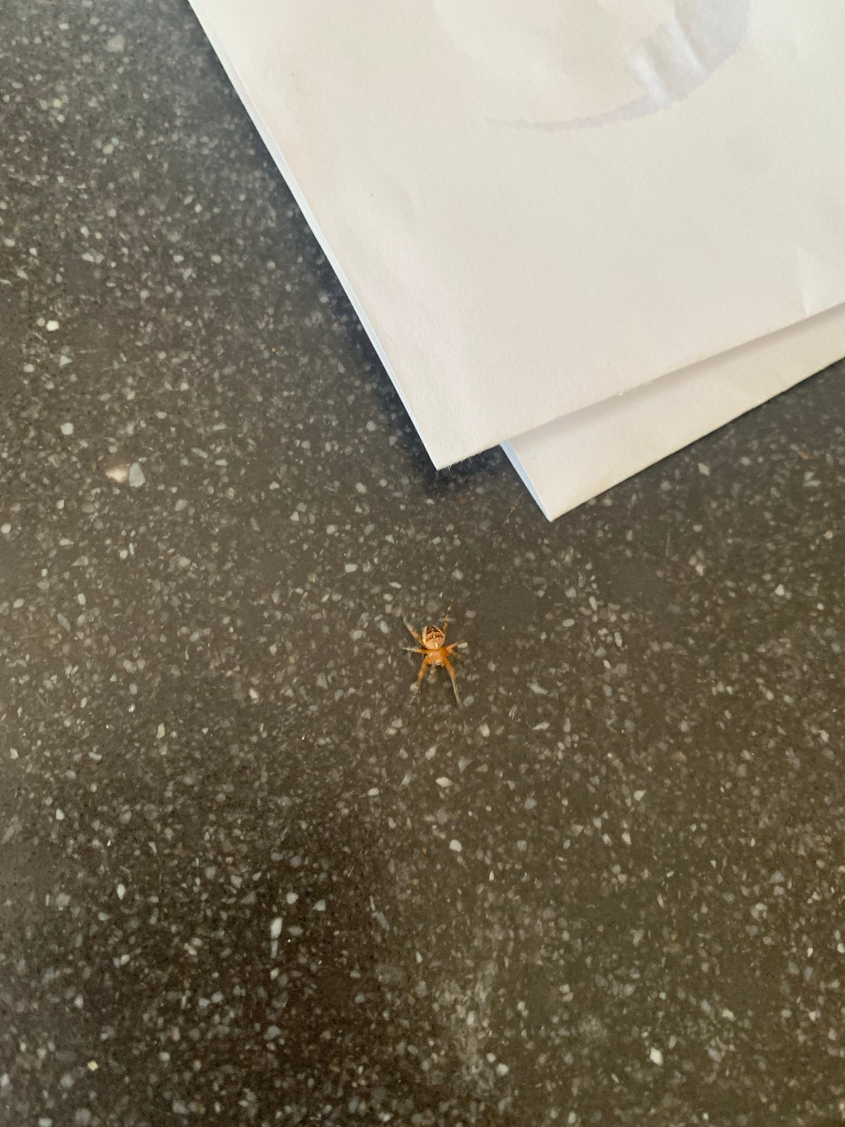 Spin te koop, Dieren en Toebehoren, Insecten en Spinnen