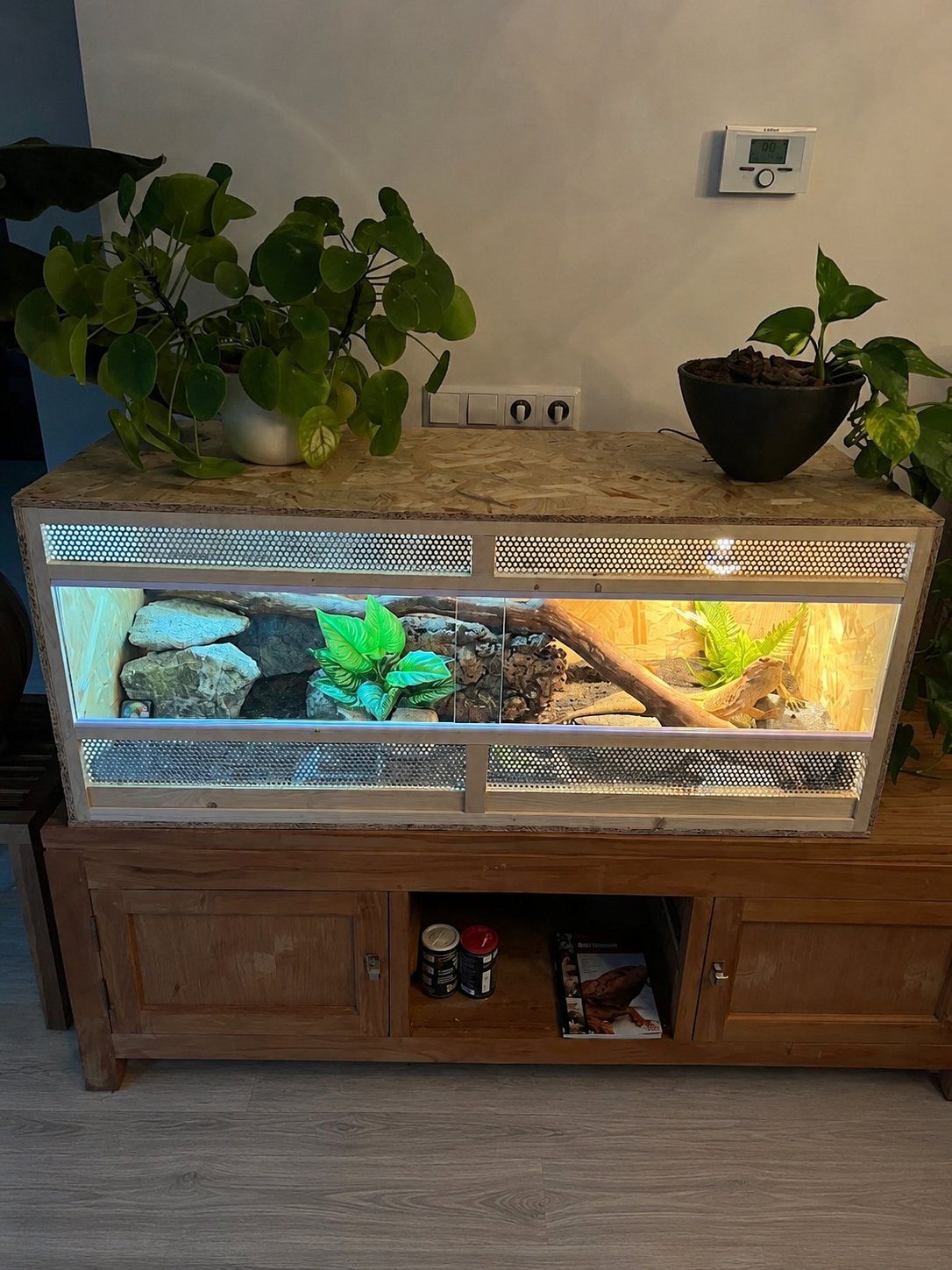 Mannetjes baardagaam plus terrarium, Hagedis, Met terrarium, 3 tot 6 jaar