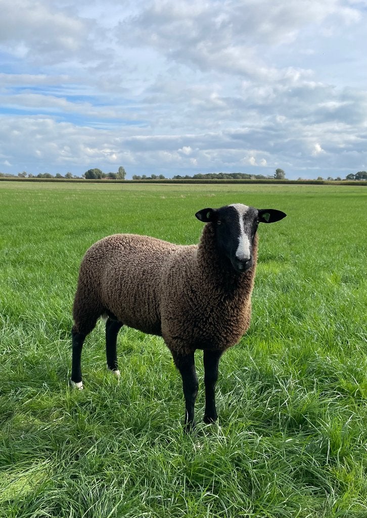 Zwartbles rammen, Dieren en Toebehoren, Schapen, Geiten en Varkens, Mannelijk, Schaap, 0 tot 2 jaar