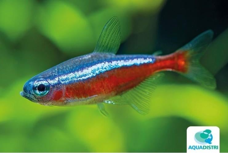 PARACHEIRODON AXELRODI | kardinaal tetra, Vis, Zoetwatervis, Schoolvis