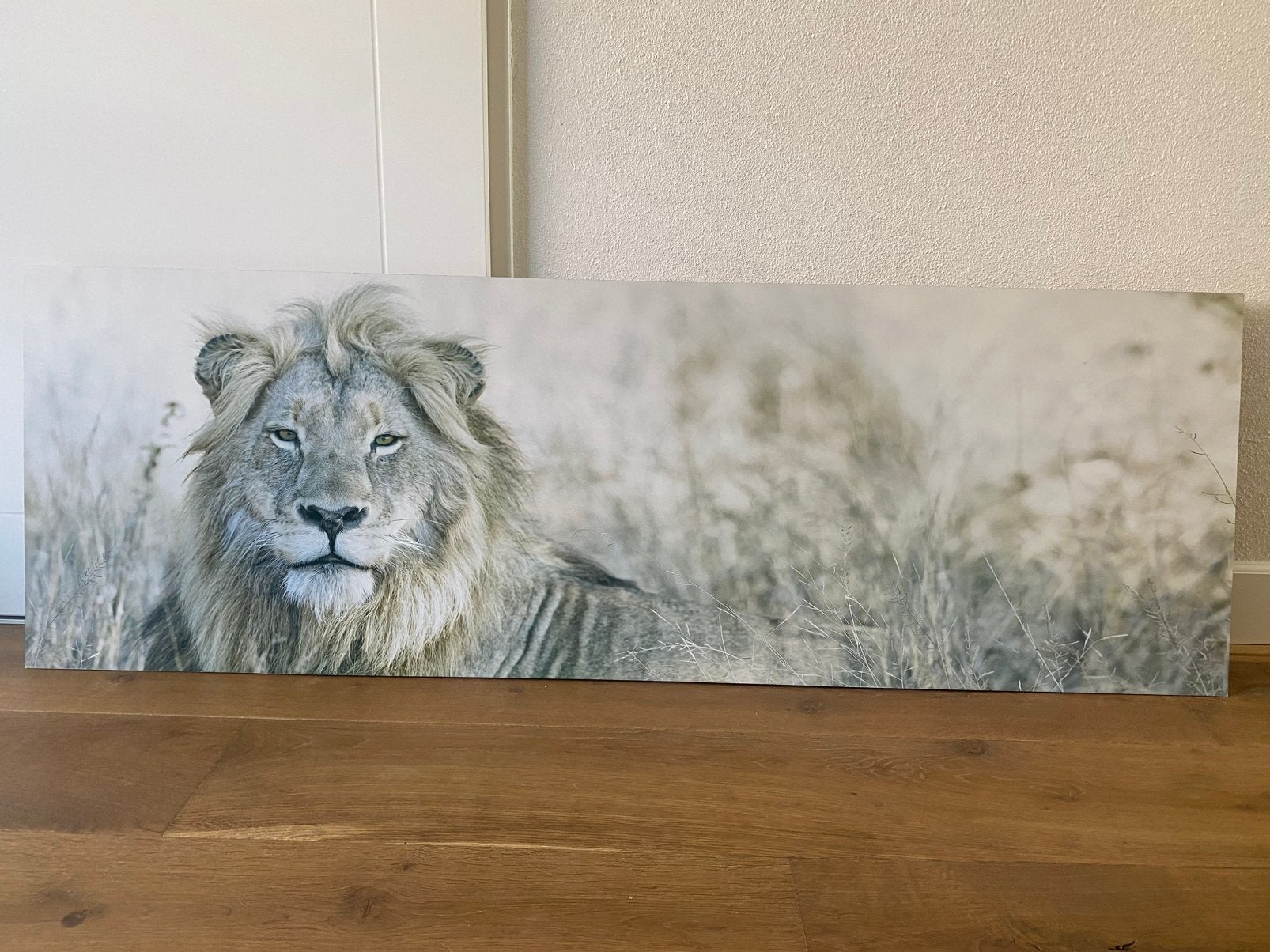 Foto schilderij leeuw, Ophalen, Gebruikt, 50 tot 75 cm, 125 cm of meer