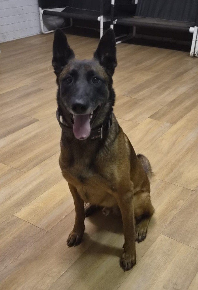 2 huisjes gezocht, Parvo, Meerdere, Meerdere dieren, 3 tot 5 jaar