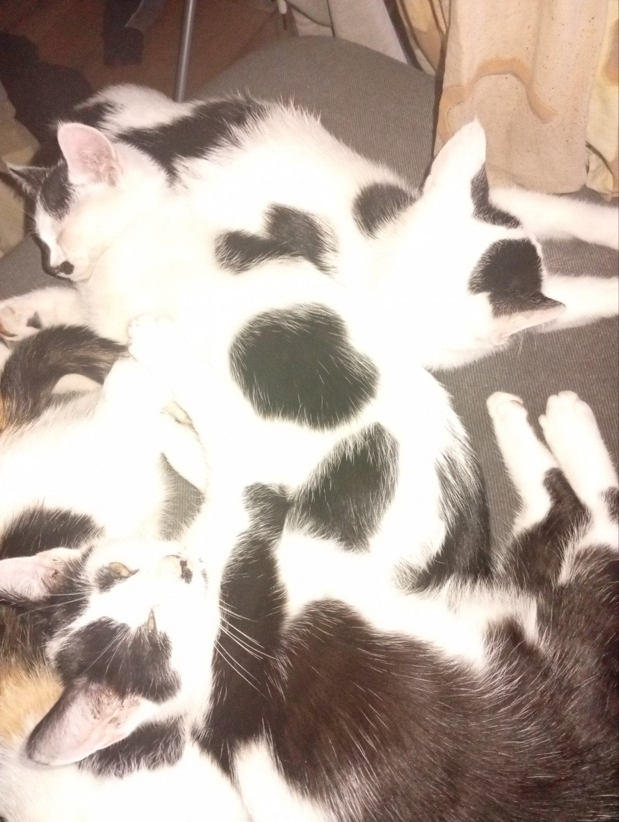 mooie  3 mooie katers 
11 weken oud .
 gechipt 
ontwormt, Kater
