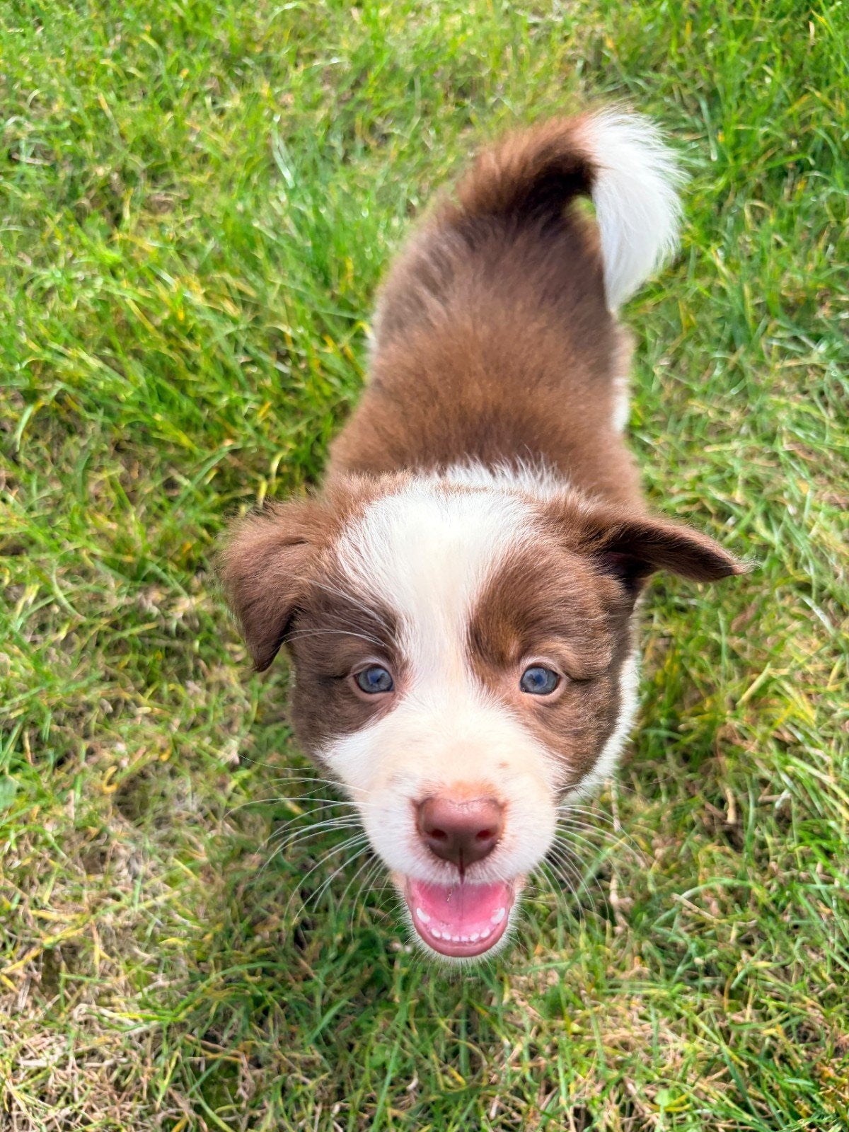 bruin wit border collie teefje, Dieren en Toebehoren, Parvo, 8 tot 15 weken, Teef, Collie