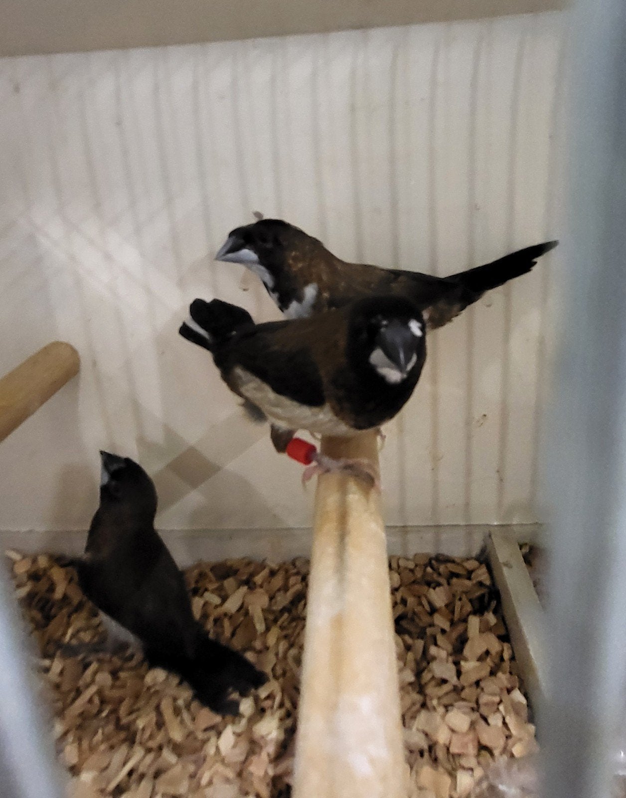 trio japanse meeuwtjes, 1 met kuif, Dieren en Toebehoren, Vogels | Overige Vogels, Meerdere dieren